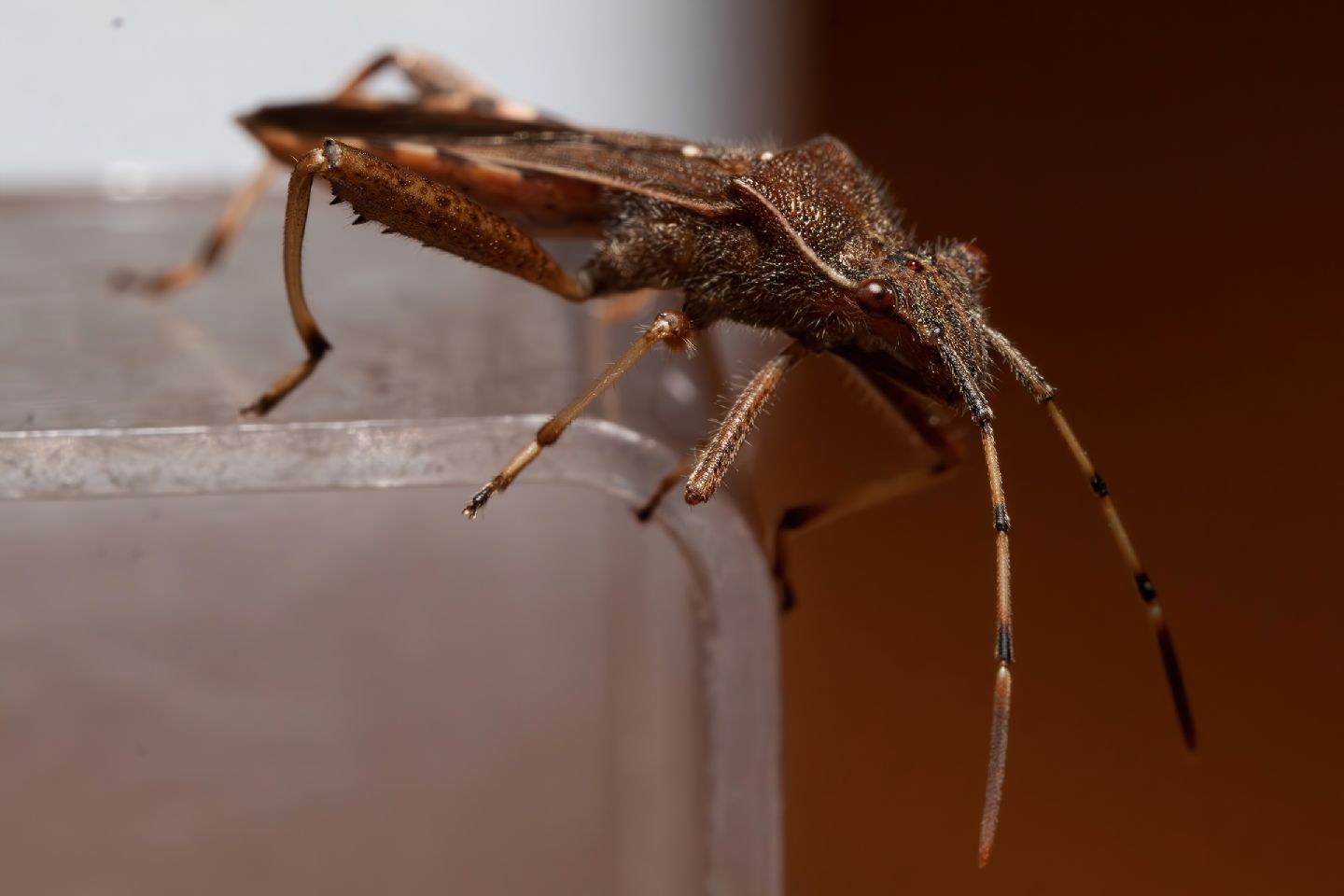 Alydidae - Camptopus lateralis